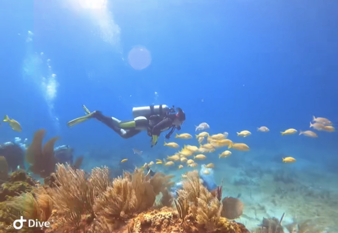 melanie scuba diving with yellow fish